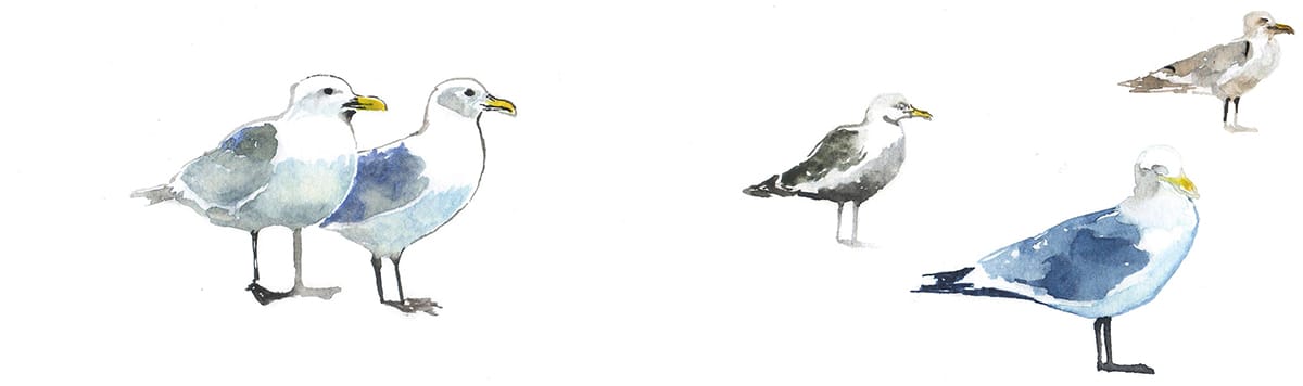 Seagulls Watercolor